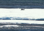 Caribou on Ice